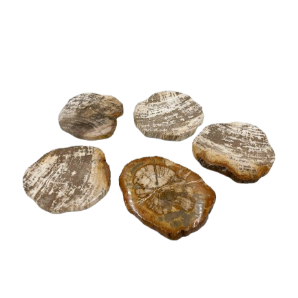 Posavasos de Madera Petrificada Set/5