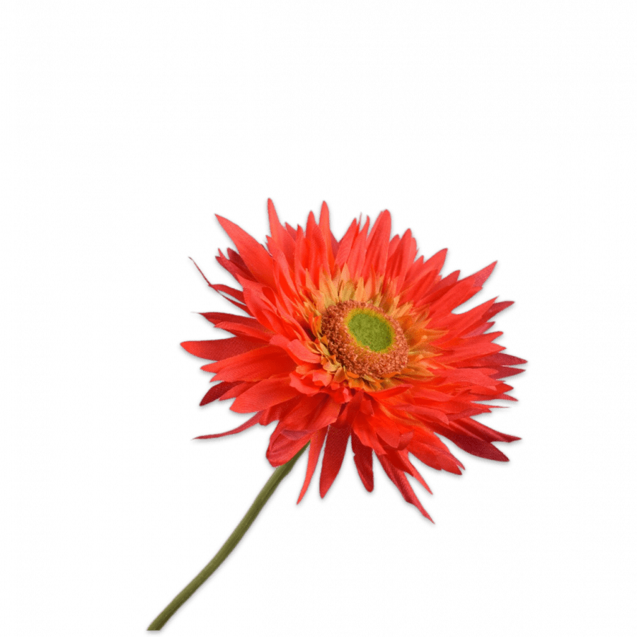 Gerbera Tallo Naranja/Rojo 61cm - La Compañía Francesa