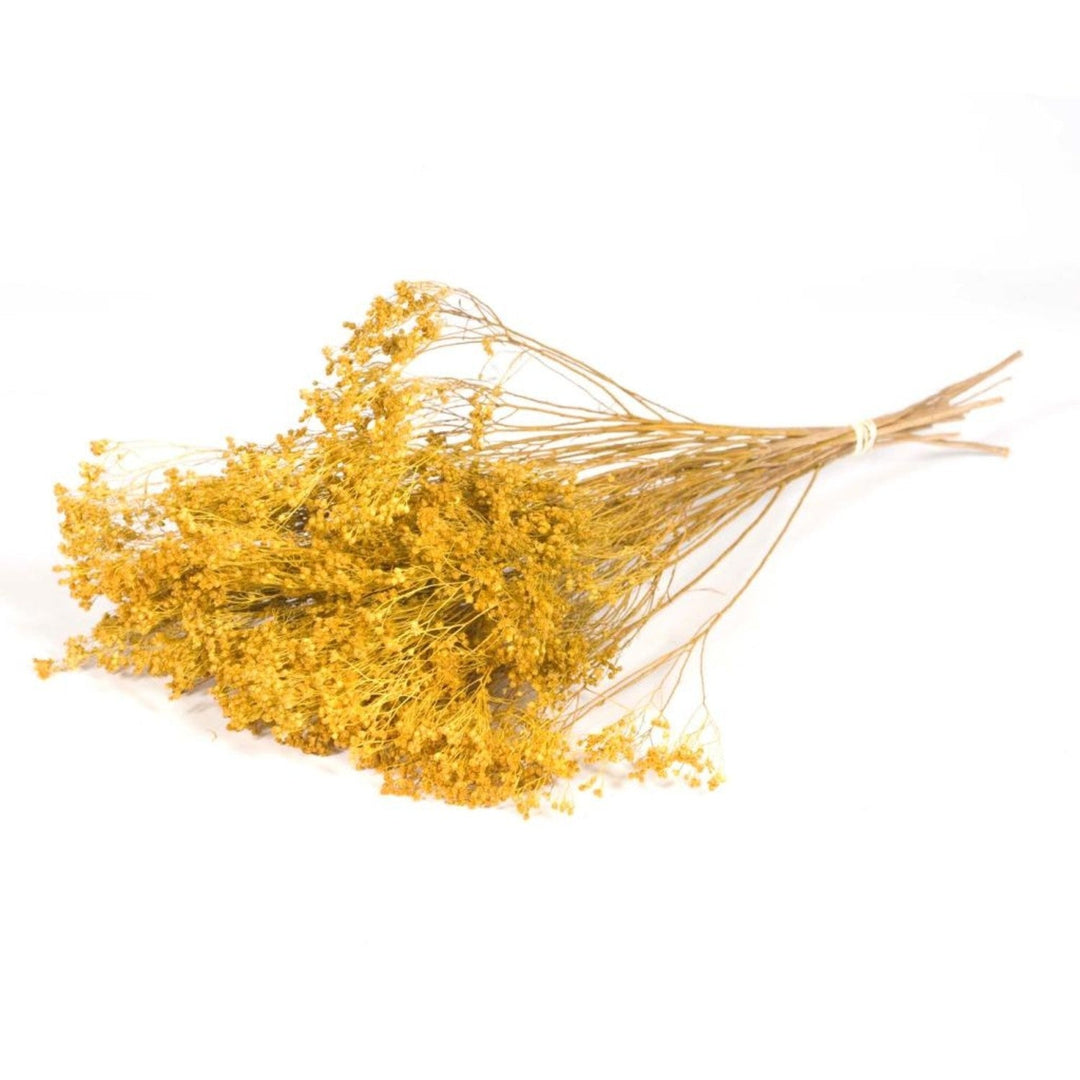 Ramo de Broom Amarillo - La Compañía Francesa